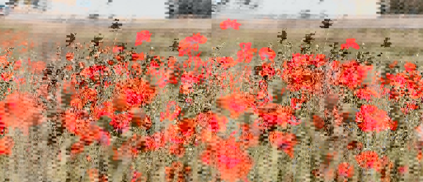 Hero Image